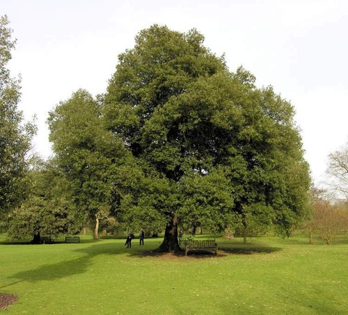 Quercus ilex holm oak - ilex, /