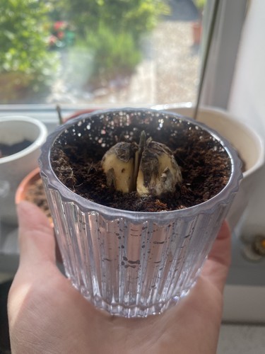 Small avocado plant with - with, pot