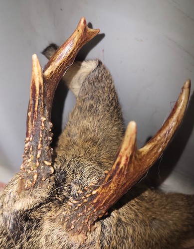 Antlers complete roe - , head