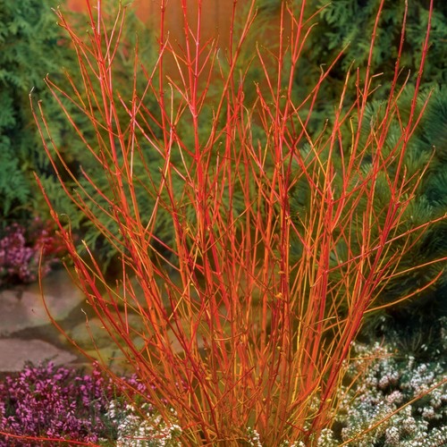 Cornus midwinter fire - fire',