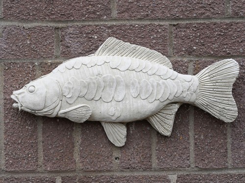 Large mirror carp - large, plaque