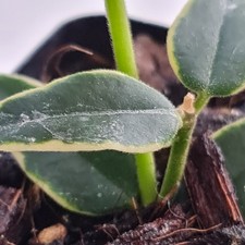 Hoya Bella Annake Albomarginata  Plant (5)