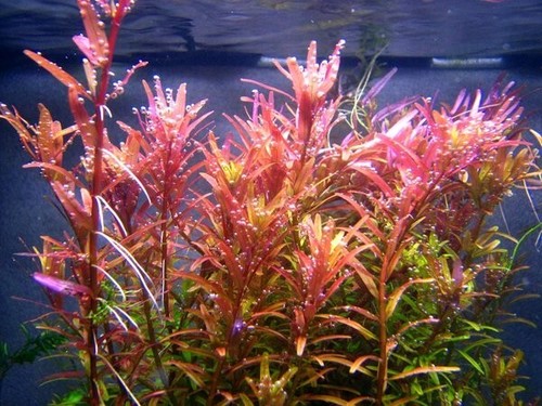 Floratica rotala indica - rotala,