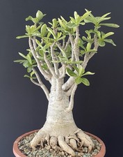 Beautiful Bonsai, Caudex, Cactus, Desert Pink Baobab Plant Adenium Arabicum Aged
