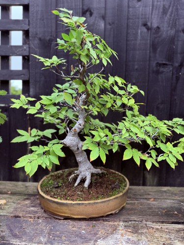 White beech bonsai - beech,