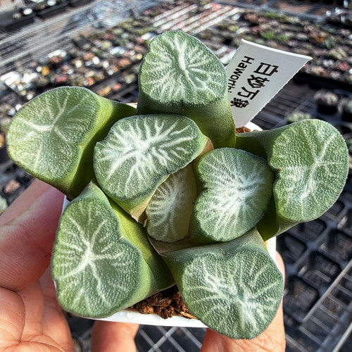 1piece 4cm seedgrowth - 1piece, 3-4cm