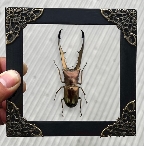 Real stag beetle clear - beetle,