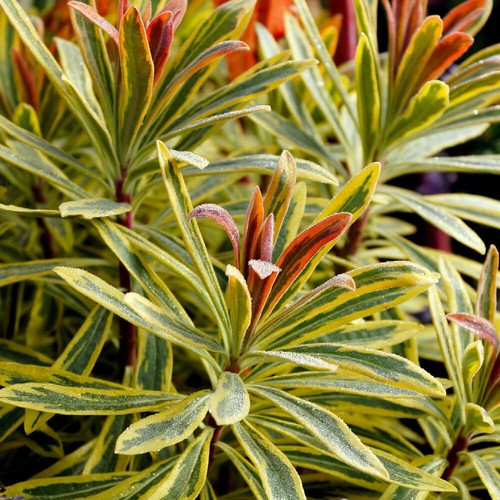 Colourful perennial plant - colourful,