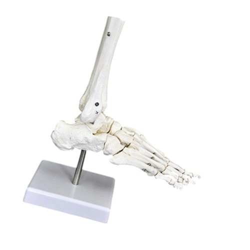 Human joint model realistic - joint,