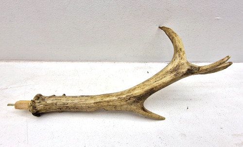 Large natural deer - natural, antler