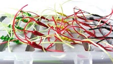 App's Bloodworm Nymph