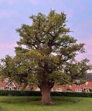 English Oak Tree Sapling