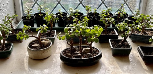 Portulacaria afra dwarf jade - portulacaria, /