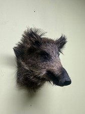 Wild Boar Shoulder Mount, Wild boar head, Wild boar, Taxidermy, Trophy