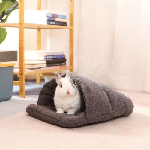 Cat rabbit guinea pig - rabbit,
