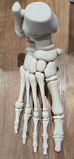Paediatric Foot skeleton model