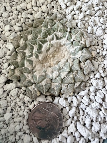 Rare cactus crested - rare,