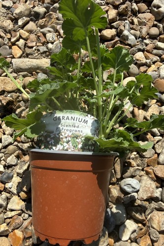 Pelargonium fragrans plants - pelargonium, p