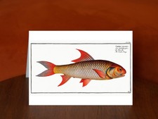 Sickle-Carp (Cyprinus