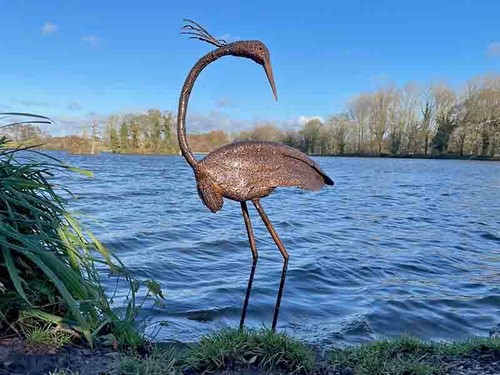 Baby heron with turned head - heron,