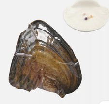 oyster pearl necklace kit