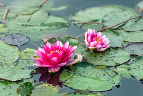 Nymphaea pygmaea rubra - 'pygmaea, rubra'