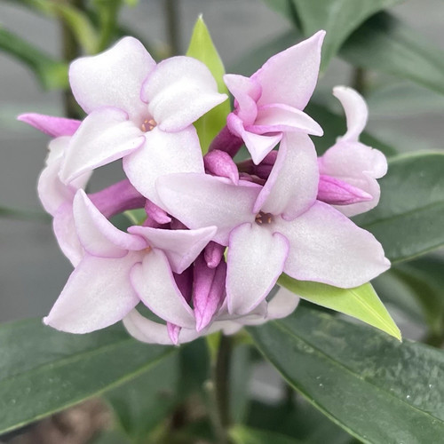 Daphne odora perfume - daphne, 'perfume