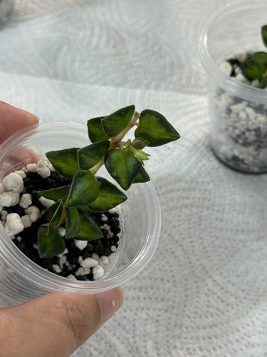 Hoya chinghungensis inner