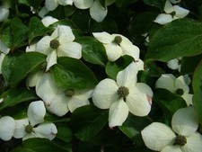 Cornus kousa, FLOWERING