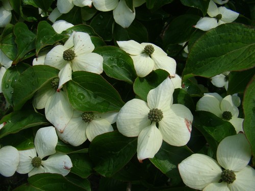 Cornus kousa flowering - cornus,