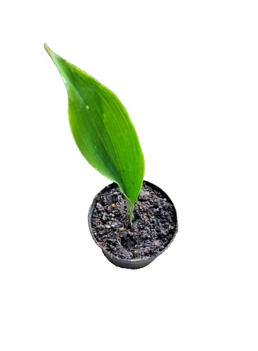 Dwarf cast iron plant - cast, pot
