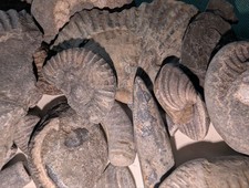 Bulk Collection of Genuine