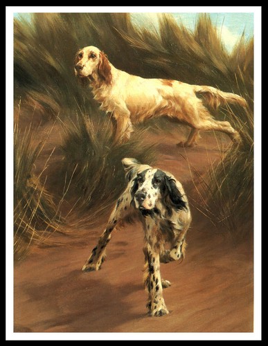 English setter dogs - dogs, dog