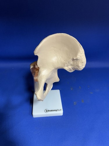Anatomical hip joint - anatomical,