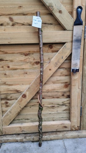 Twisted twisty wood hazel - wood,