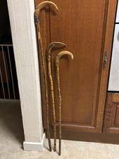 Three Rams Horn Crook/Walking