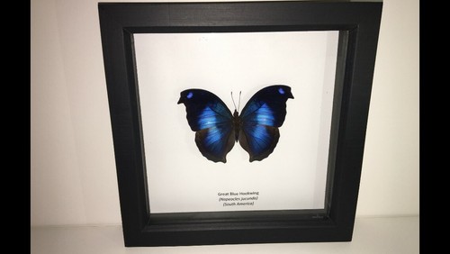 Great blue hookwing butterfly - great,