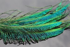 12 pcs Peacock Sword Tail Herl