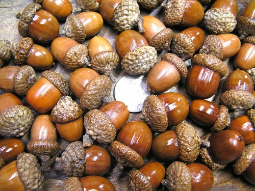 Dried acorns with - acorns,