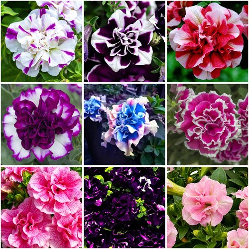 300 double petunia seeds - seeds, for