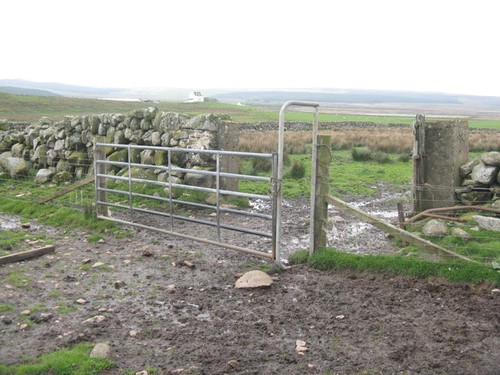 Photo gate with sheep - photo,