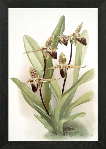 Cypripedium rothschildianu - cypripedium,