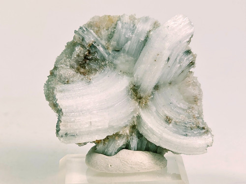 Rams horn selenite guizhou - rams,