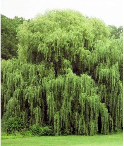 Easy grow arching canopy - grow,