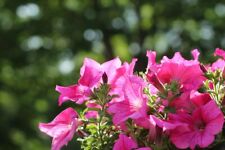 Petunia F1 Easy Wave Pink Approx.10 pellets Basket - Trailing Plant