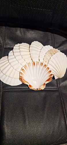 White scallop seashells - scallop,