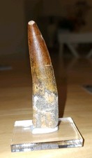 3.2" Spinosaurus Dinosaur