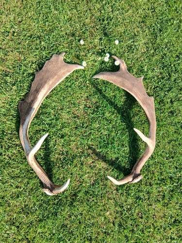 Pair stag deer - pair, stag/deer