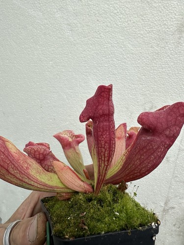 Sarracenia purpurea lipless - sarracenia,