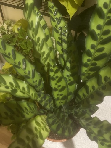 Ratttlesnake calathea
